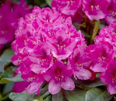 Rhododendron 'Nova Zembla' Rhododendron 'Nova Zembla'