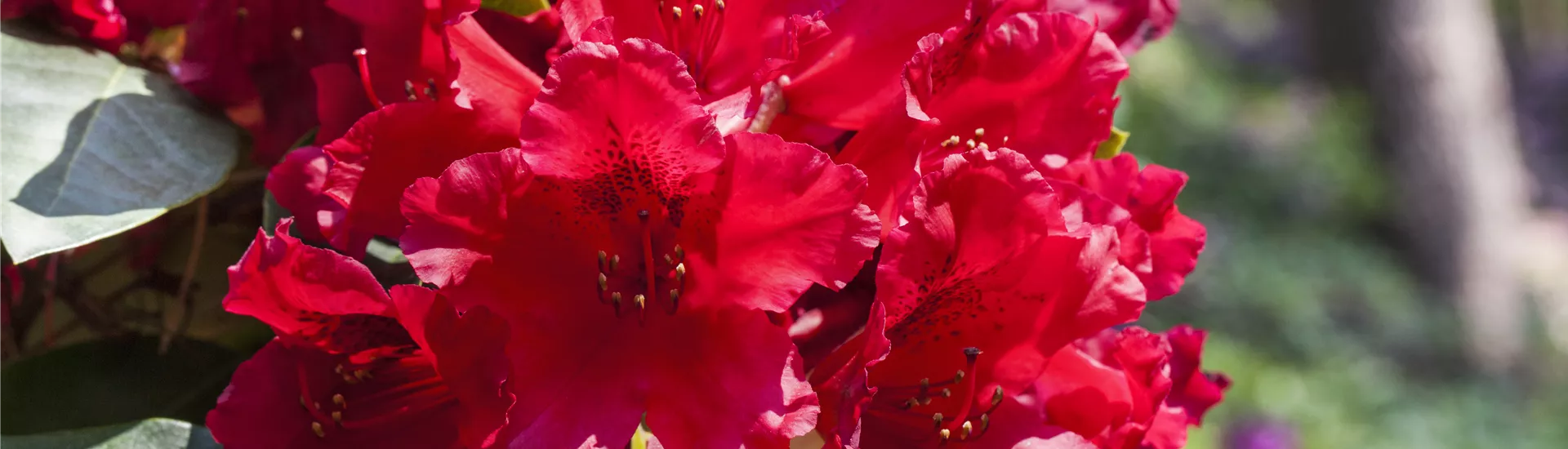 Rhododendron 'Nova Zembla' Rhododendron 'Nova Zembla'