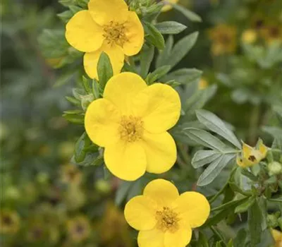 Potentilla fruticosa 'Kobold' Potentilla fruticosa 'Kobold'
