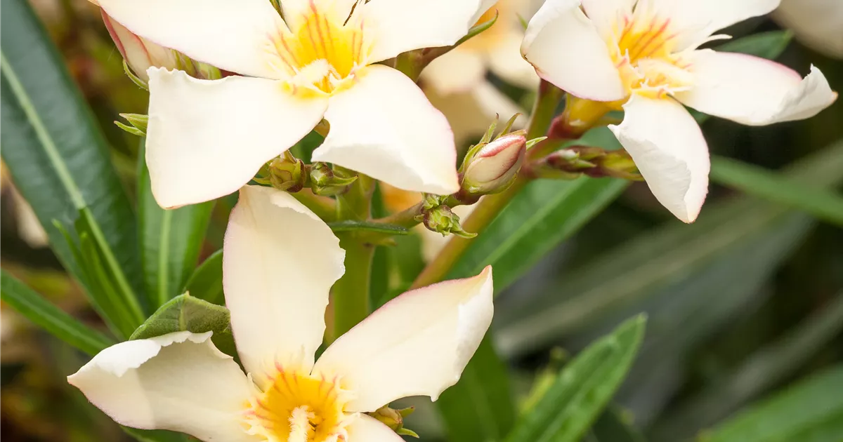 Nerium oleander, gelb
