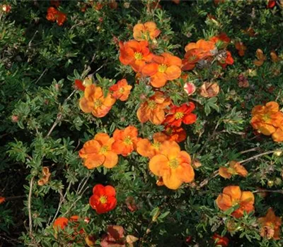 Potentilla fruticosa 'Red Ace' Potentilla fruticosa 'Red Ace'