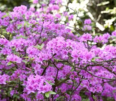 Rhododendron 'Praecox' Rhododendron 'Praecox'