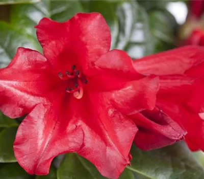 Rhododendron repens 'Scarlet Wonder' Rhododendron repens 'Scarlet Wonder'