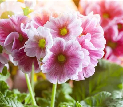 Primula elatior Primula elatior