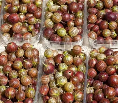 Ribes uva-crispa Ribes uva-crispa