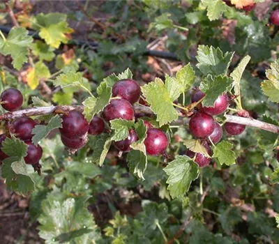 Ribes x nidigrolaria Ribes x nidigrolaria