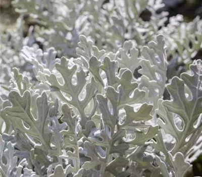 Senecio cineraria
