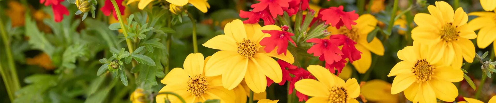 Sommerblumen-Kombination 'TrioMio™'