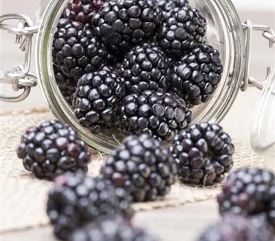 Rubus fruticosus Rubus fruticosus