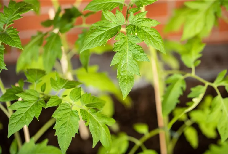 Solanum lycopersicum