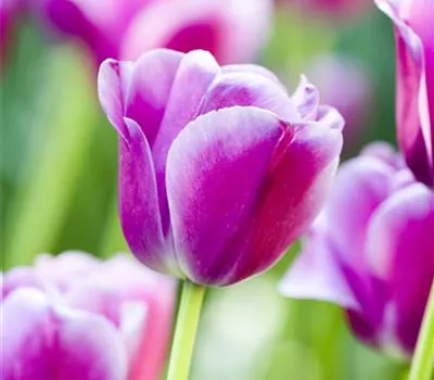Tulipa Tulipa