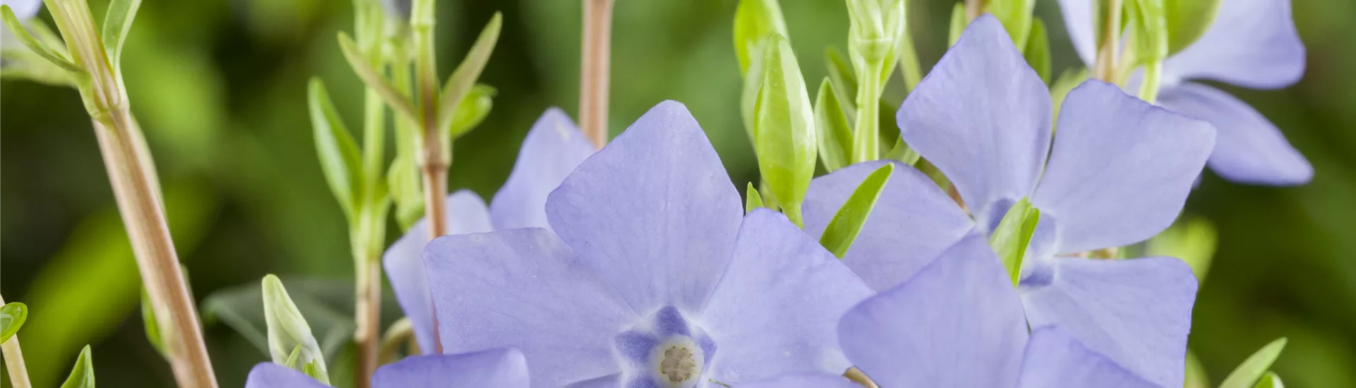 Vinca minor Vinca minor