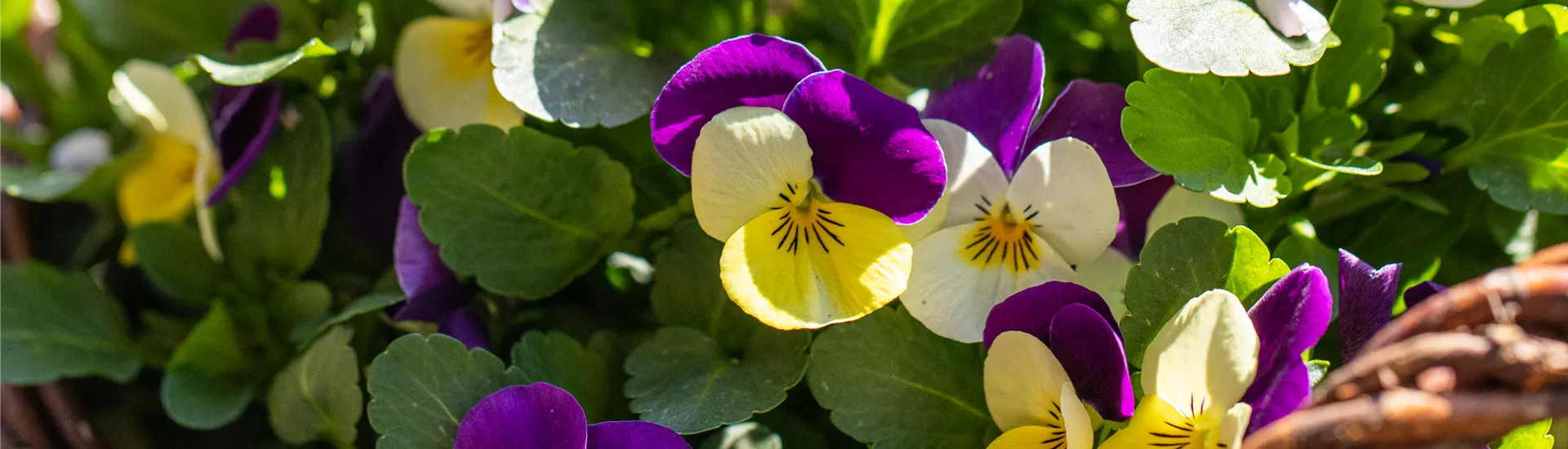 Viola cornuta Viola cornuta