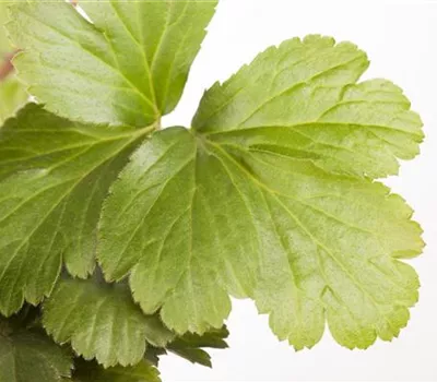 Waldsteinia ternata Waldsteinia ternata