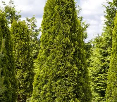 Thuja occidentalis 'Smaragd' Thuja occidentalis 'Smaragd'