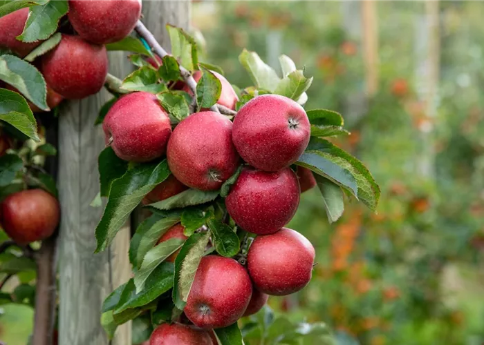 Herbstzeit ist Pflanzzeit!