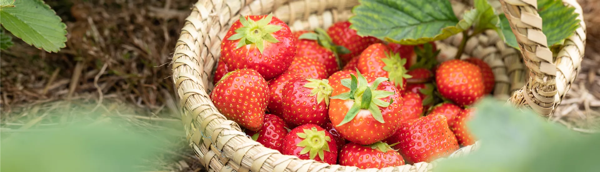Erdbeeren im Korb Erdbeeren im Korb