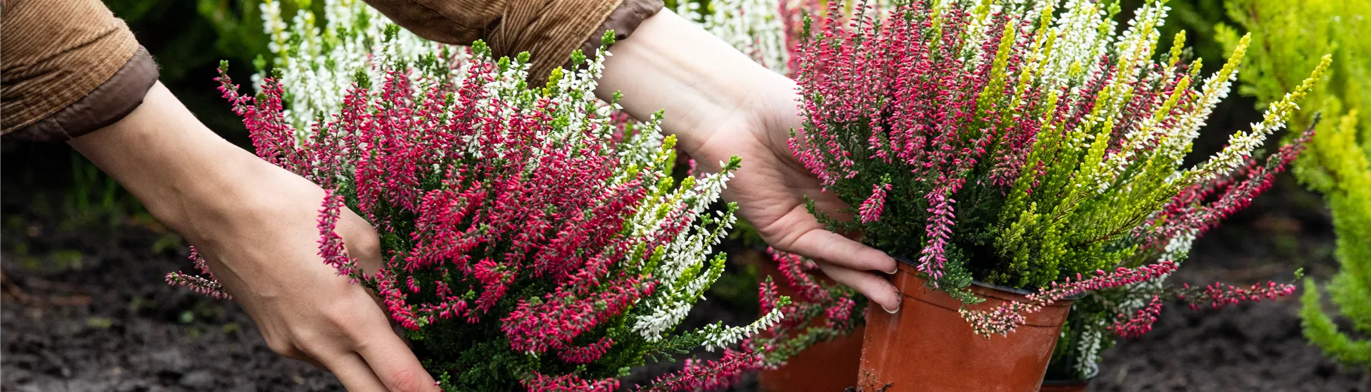 Heide pflanzen Heide pflanzen