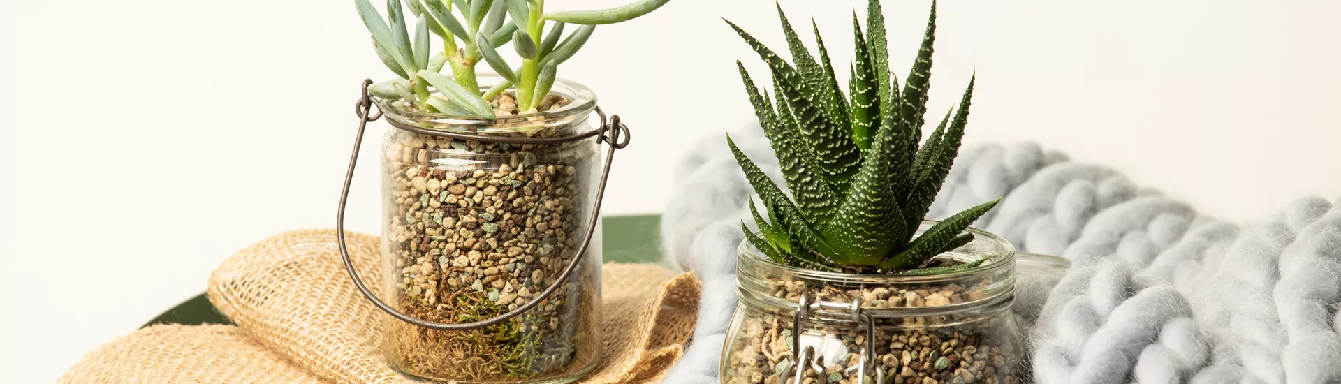 Sukkulenten in Granulat