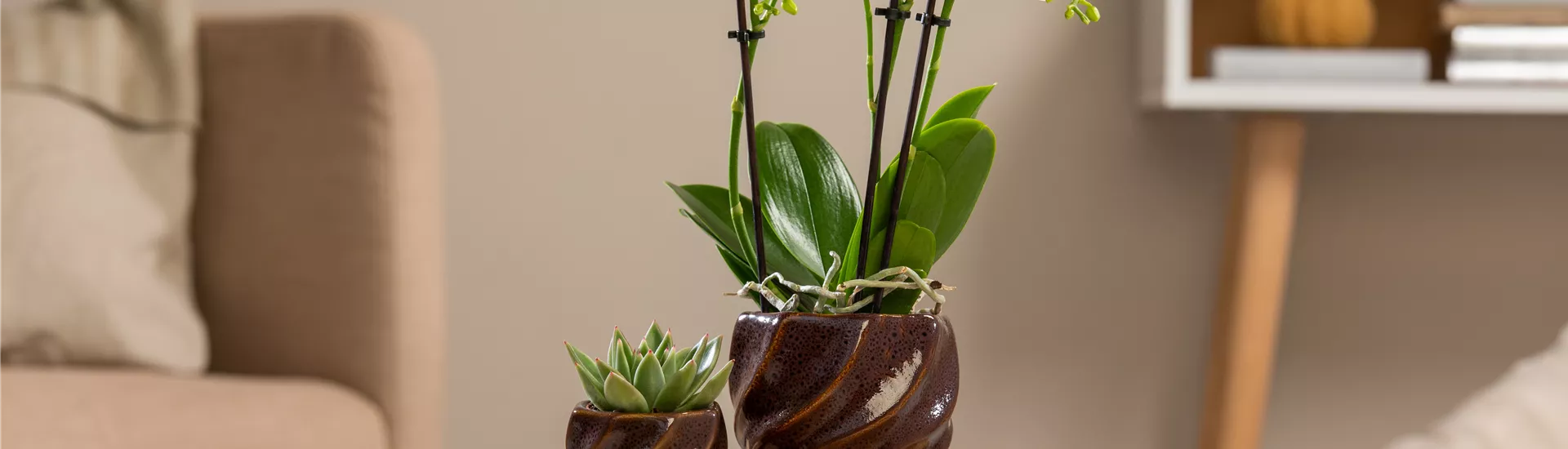 Orchidee und Sukkulente