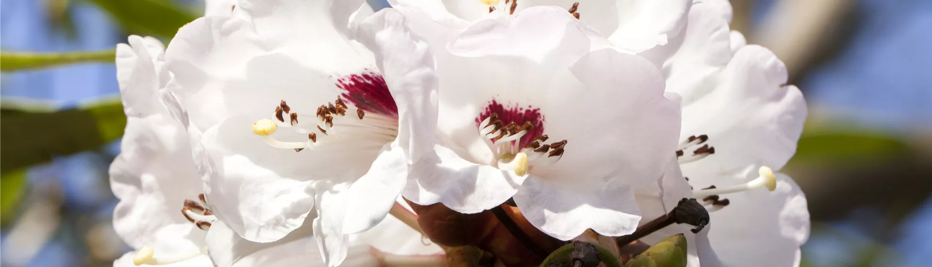 Rhododendron Rhododendron