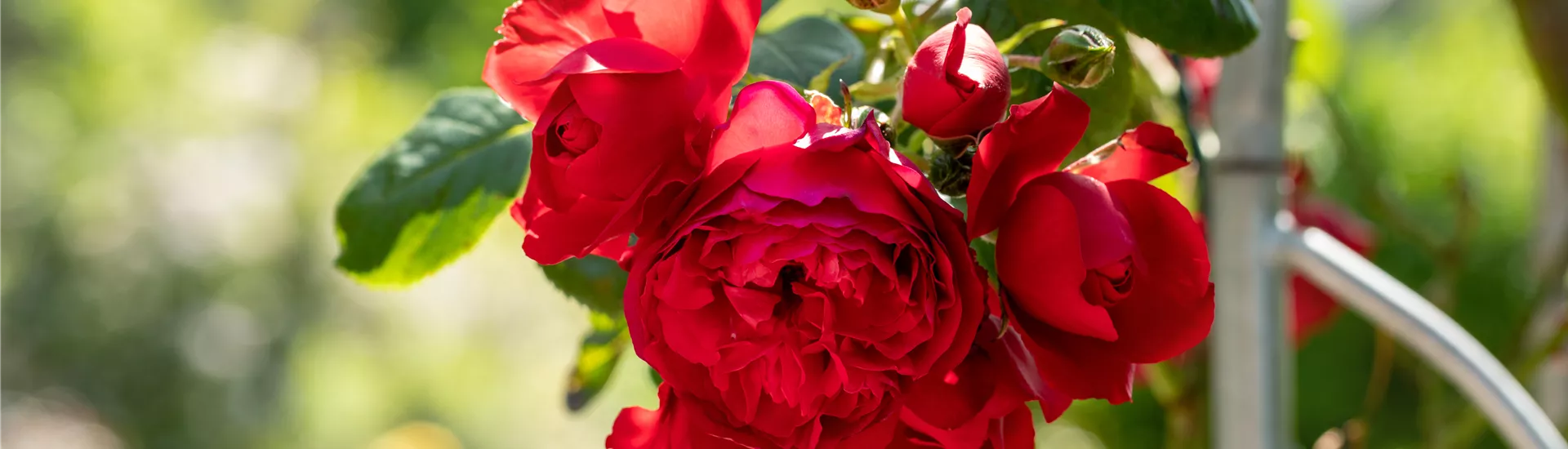 Kletterrose, rot Kletterrose, rot
