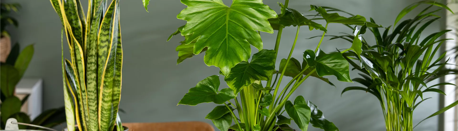 Philodendron bipinnatifidum 'Shangri-La' Philodendron bipinnatifidum 'Shangri-La'