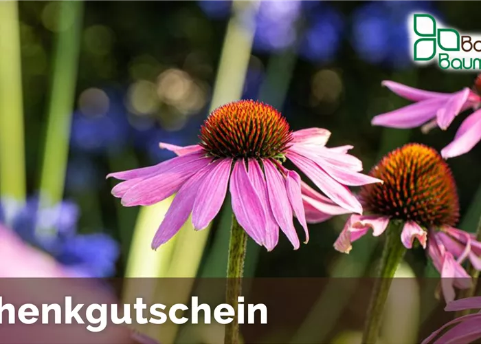 Info zur Gültigkeit der Gutscheine