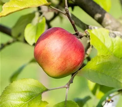 Malus domestica 'Discovery' Malus domestica 'Discovery'
