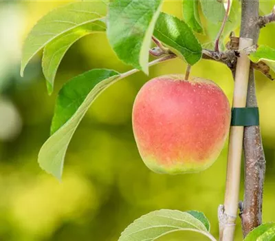 Malus domestica 'Arbat'® Malus domestica 'Arbat'®