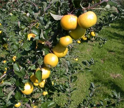 Malus domestica 'Ananas-Renette' Malus domestica 'Ananas-Renette'