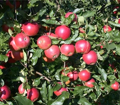 Malus domestica 'Ecolette'(s) Malus domestica 'Ecolette'(s)