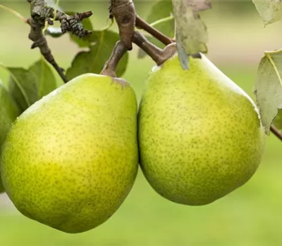 Pyrus communis 'Alexander Lucas' Pyrus communis 'Alexander Lucas'