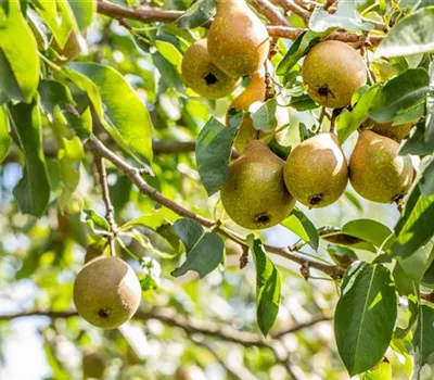 Pyrus communis 'Gute Luise' Pyrus communis 'Gute Luise'