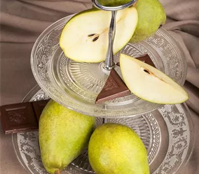 Pyrus communis 'Köstliche von Charneux' Pyrus communis 'Köstliche von Charneux'