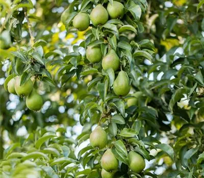 Pyrus communis 'Gräfin von Paris' Pyrus communis 'Gräfin von Paris'