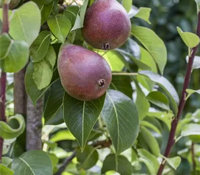 Pyrus communis 'Rote Williams Christ' Pyrus communis 'Rote Williams Christ'