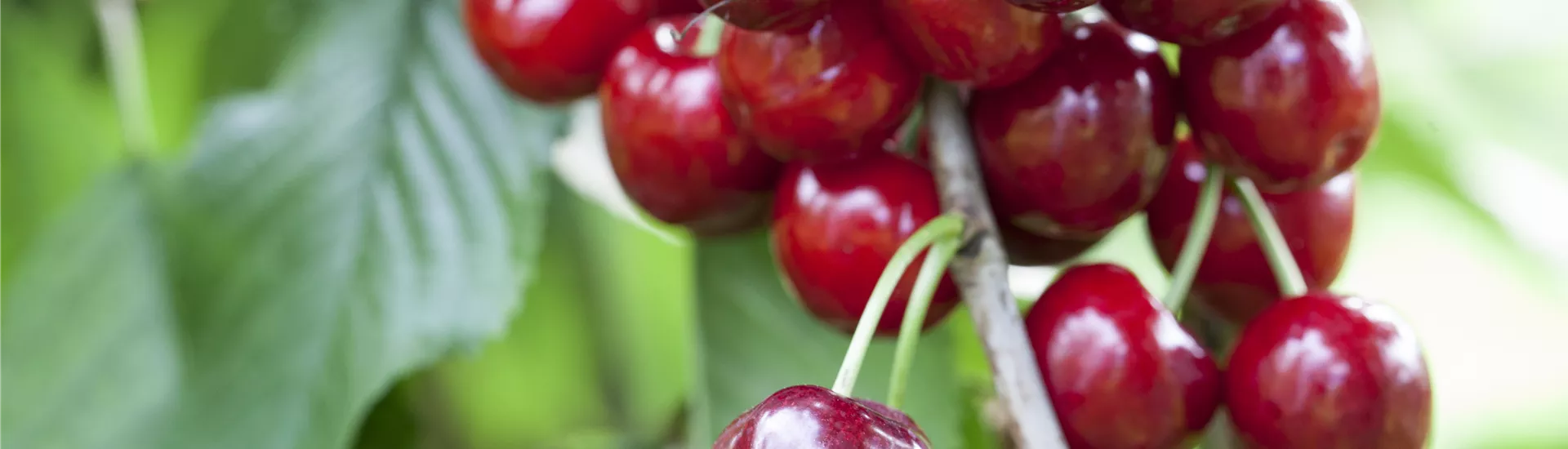 Prunus avium 'Burlat' Prunus avium 'Burlat'