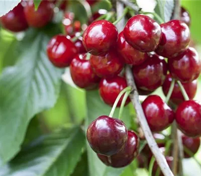 Prunus avium 'Burlat' Prunus avium 'Burlat'