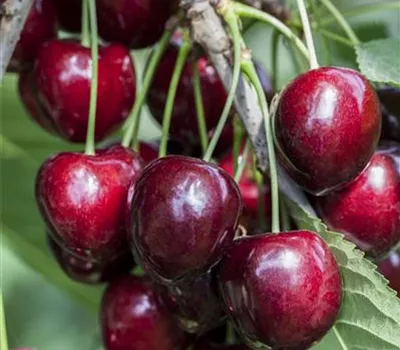 Prunus avium 'Kordia'® Prunus avium 'Kordia'®