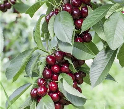 Prunus avium 'Lapins' Prunus avium 'Lapins'