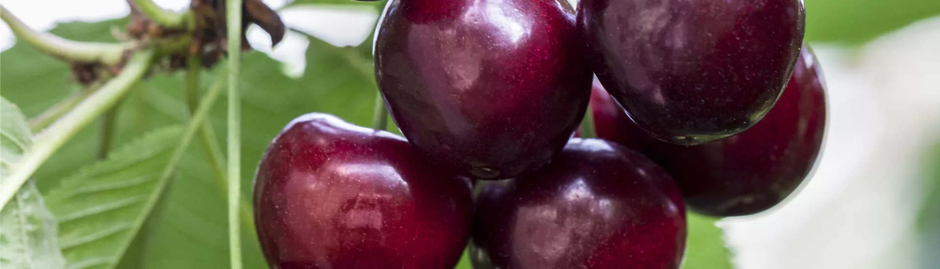 Prunus avium 'Große Schwarze Knorpelkirsche' Prunus avium 'Große Schwarze Knorpelkirsche'