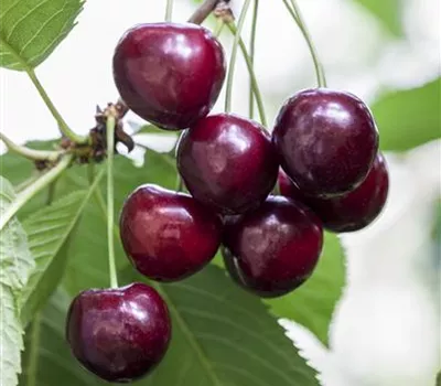 Prunus avium 'Große Schwarze Knorpelkirsche' Prunus avium 'Große Schwarze Knorpelkirsche'