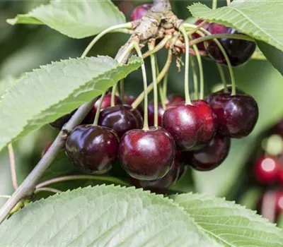 Prunus avium 'Schneiders Späte Knorpel' Prunus avium 'Schneiders Späte Knorpel'
