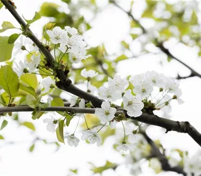 Prunus avium 'Büttners Rote Knorpelkirsche' Prunus avium 'Büttners Rote Knorpelkirsche'