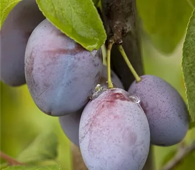Prunus domestica subsp. domestica 'Jojo' Prunus domestica subsp. domestica 'Jojo'