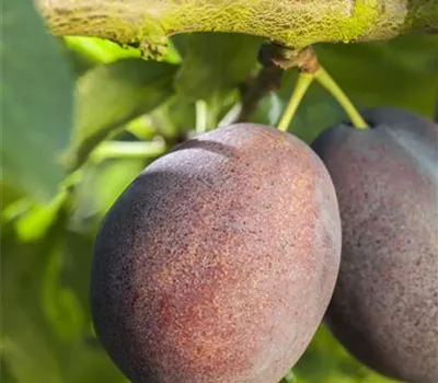 Prunus domestica subsp. italica 'Graf Althans Reneklode' Prunus domestica subsp. italica 'Graf Althans Reneklode'