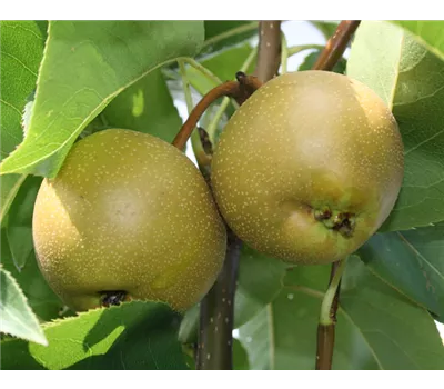 Pyrus pyrifolia 'Chojuro' Pyrus pyrifolia 'Chojuro'