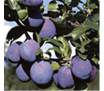 Prunus domestica subsp. domestica 'Anna Späth' Prunus domestica subsp. domestica 'Anna Späth'