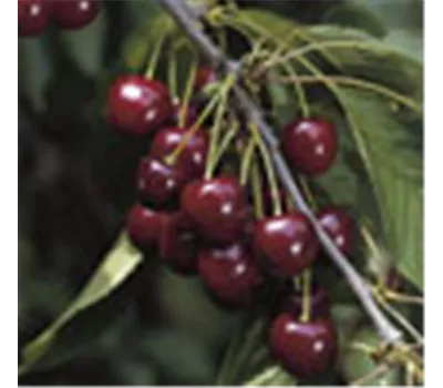 Prunus avium 'Stella' Prunus avium 'Stella'